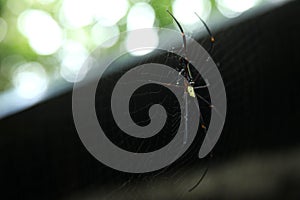 Â spider on the web, top view